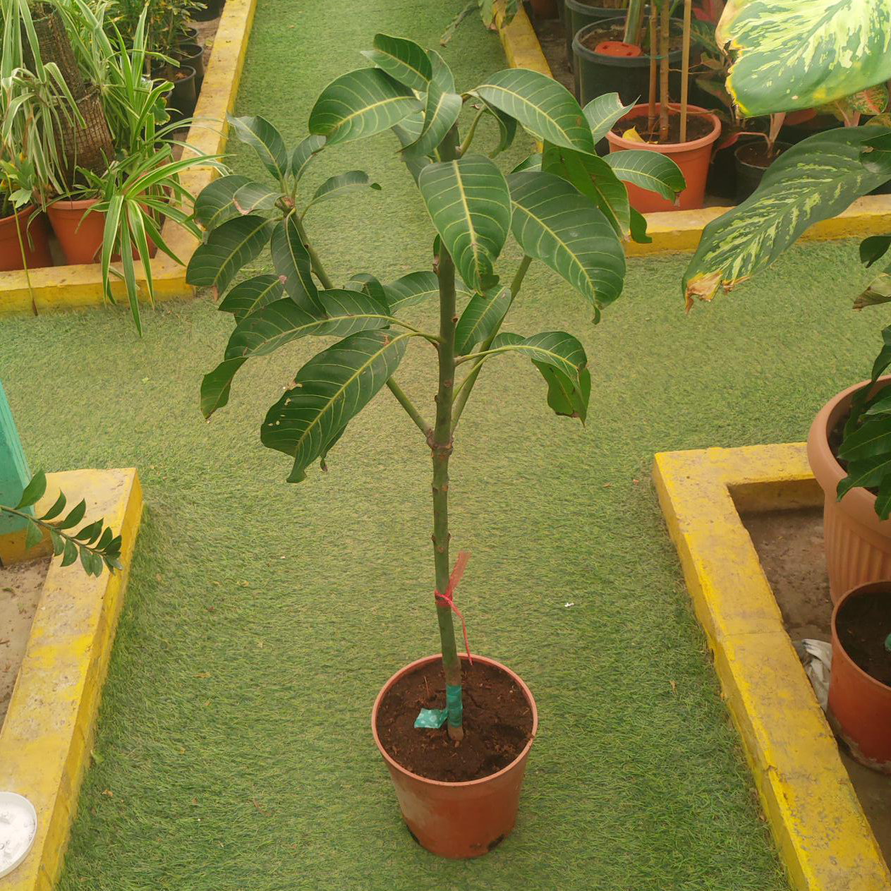 Buy Mango (Thailand) Online | Agriculture Plants | Qetaat.com